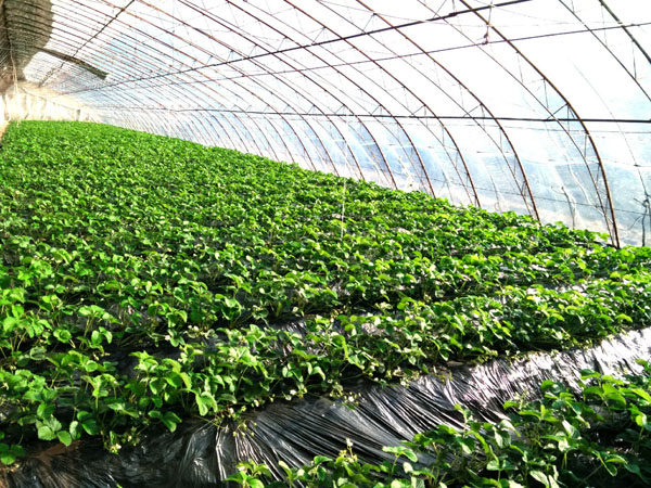 種植基地