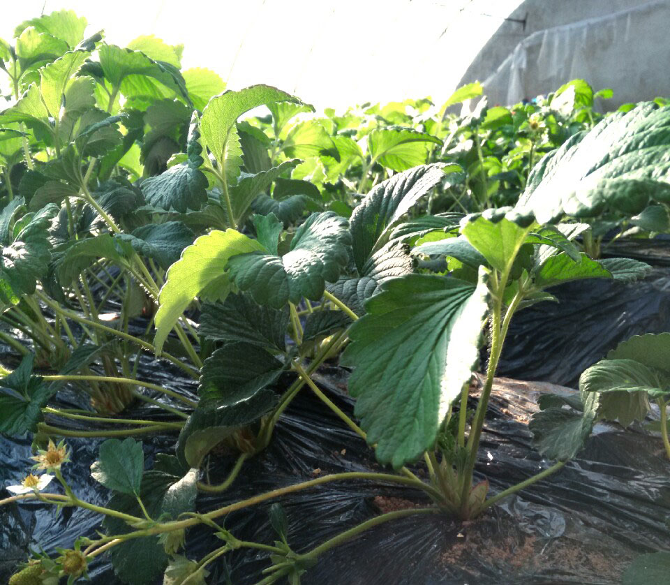 種植基地